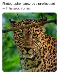 Photographer captures a rare leopard with heterochromia.