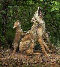 Learning to howl