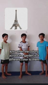 Emirates Ants when the colony across the garden is a different color to them Cherohala