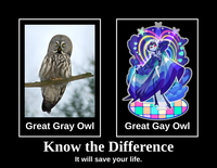 Great Gray Owl Great Gay Owl Know the Difference It will save your life.