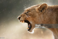 153499239 iStock™ Credit: johan63