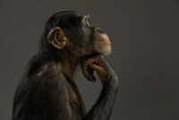 Chimpanzee Thinking image by Gravity Giant Productions