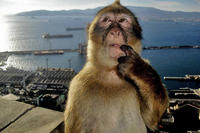 The earliest known internet post and possible origin of the Thinking Monkey meme, showing a Gibraltar Monkey posing in front of a seaport with his finger to his mouth, appearing to be deep in thought.