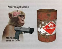 Neuron activation Monkey sees action FLAMMAB