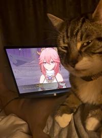 An "exploited":https://knowyourmeme.com/memes/exploitables version of the Homophobic Cat "meme":https://knowyourmeme.com/memes/memes, showing the cat "side-eyeing":https://knowyourmeme.com/memes/side-eye dialogue from Yae Miko.