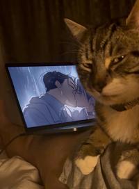 Homophobic cat but make it Ivantill