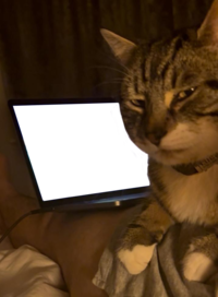 A PNG "meme":https://knowyourmeme.com/memes/memes template for "exploitable":https://knowyourmeme.com/memes/exploitables use, showing a "cat":https://knowyourmeme.com/memes/subcultures/cats giving a "side-eye":https://knowyourmeme.com/memes/side-eye in front of a laptop.