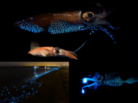 Firefly squid, they are bioluminescent