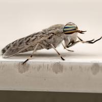 Striped horse fly