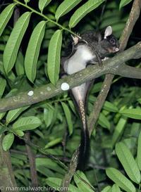 mammalwatching.com