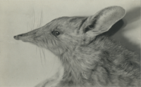 Barred bandicoot, a now extinct Australian mammal