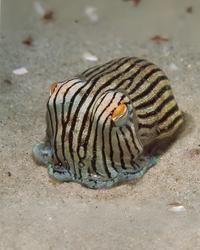 Striped pyjama squid