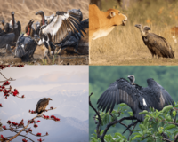 The white-rumped vulture