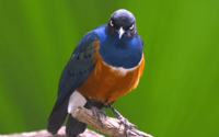 The superb starling