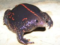 Mexican burrowing toad