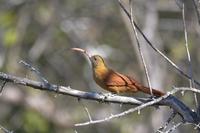 The red-billed scythebill