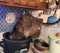No Bitchin' In My Kitchen CROCK POT HIGH LOW Kil ARDEN