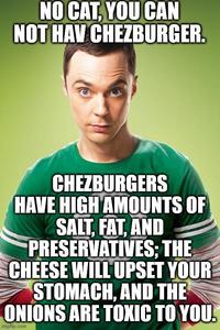 NO CAT, YOU CAN NOT HAV CHEZBURGER. CHEZBURGERS HAVE HIGH AMOUNTS OF SALT, FAT, AND PRESERVATIVES: THE CHEESE WILL UPSET YOUR STOMACH, AND THE ONIONS ARE TOXIC TO YOU. imgflip.com
