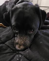 He was not digging in the yard