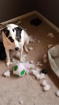 It didn't stand a chance