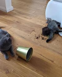 Who did it?