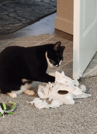 Can't hide from the kitty