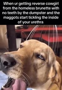 When ur getting reverse cowgirl from the homeless brunette with no teeth by the dumpster and the maggots start tickling the inside of your urethra