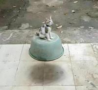 A flying cat