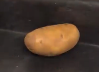 CHAT I HATE FRUITS! DON'T PUT ONE IN FRONT OF ME | /r/okbuddyretard