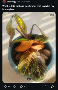 r/mycology 14m • 1,2k views What is this f------ mushroom that invaded my houseplant 11 ☐ 3 1/2