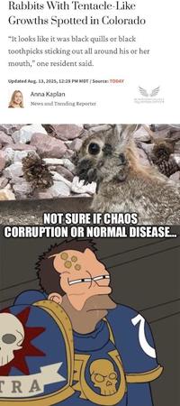Rabbits With Tentacle-Like Growths Spotted in Colorado "It looks like it was black quills or black toothpicks sticking out all around his or her mouth," one resident said. Updated Aug. 13, 2025, 12:28 PM MDT / Source: TODAY Anna Kaplan News and Trending Reporter BLOOD RAVE GHIIFE AOLISITION OFFICEI NOT SURE IF CHAOS CORRUPTION OR NORMAL DISEASE... TRA