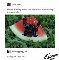silverhawk i keep thinking about this picture of a bat eating a watermelon theblogginggoth Living his best life. *FLOORFA 2025