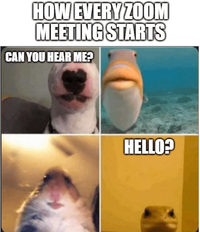 HOW EVERY ZOOM MEETING STARTS CAN YOU HEAR ME? HELLO?