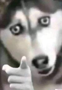 A reaction image of a husky with a human hand pointing forward.
