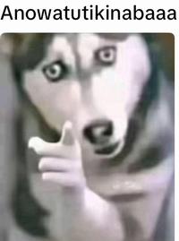 A version of the husky pointing meme. The meme reads "Anowatutikinabaaa."