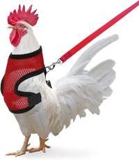 Chicken leash