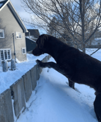 A giant dog