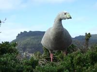 A giant bird