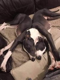 A weird looking dog
