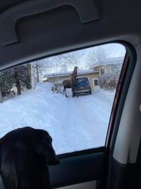 Strange llama