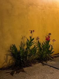 Flowers and shadows