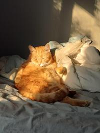 Golden glow