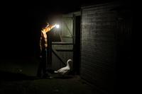 Bedtime for the goose