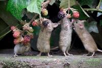 Field mice
