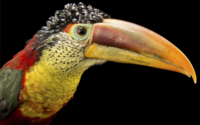 Curl-Crested Aracari