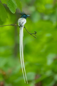 Indian Paradise-Flycatcher