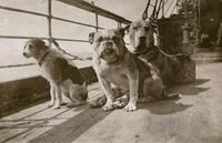 TIL that among the three dogs that survived the Titanic sinking was a Pekingese named Sun Yat Sen