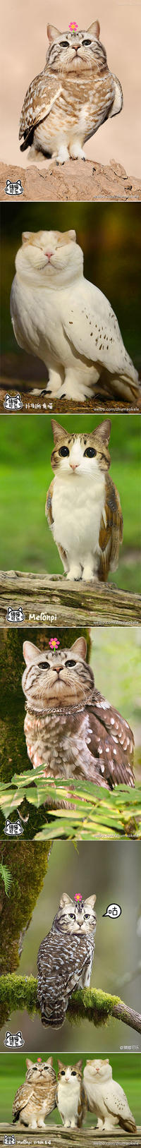 The original Meowl "photoshop":https://knowyourmeme.com/memes/sites/photoshop edits of "cat":https://knowyourmeme.com/memes/subcultures/cats and owl hybrid creatures from the "Chinese":https://knowyourmeme.com/memes/cultures/china social media app Weibo.