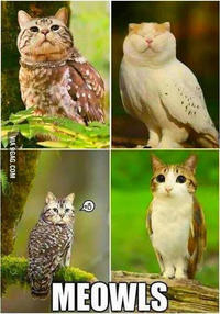 A "meme":https://knowyourmeme.com/memes/memes from "9GAG":https://knowyourmeme.com/memes/sites/9gag showing the Meowls with an "Impact":https://knowyourmeme.com/memes/impact font caption.