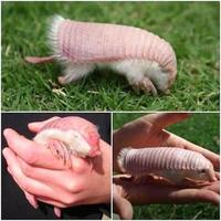Pink Fairy Armadillo
